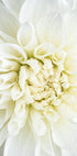 White Dahlia Plakat - Posterbox.no