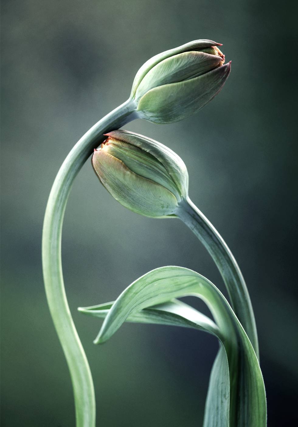 Tulip Buds Plakat - Posterbox.no