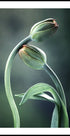 Tulip Buds Plakat - Posterbox.no