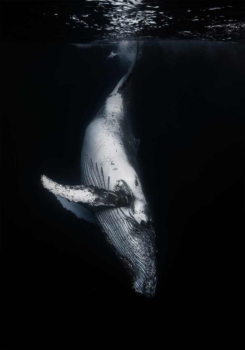 Black Whale Poster