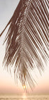 Sunset Palm Leaf Plakat - Posterbox.no