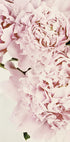 a close up of a bunch of pink flowers