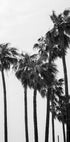 California Palm Trees Plakat - Posterbox.no