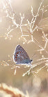 Icarus Butterfly On Sunshine Plakat - Posterbox.no