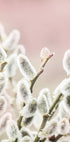 Willow Branches Plakat - Posterbox.no