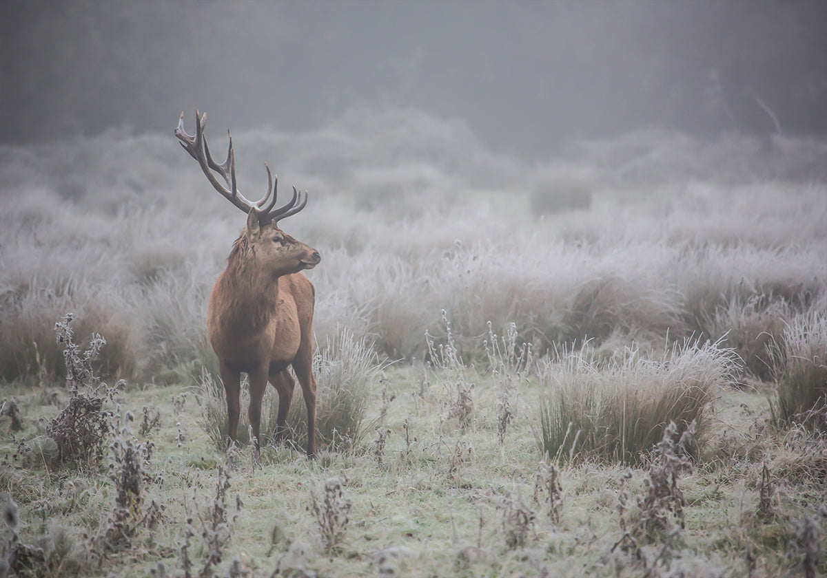 Prideful. deer . Poster