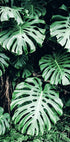 Green Monstera Leaves Plakat - Posterbox.no