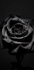 Black Rose Plakat - Posterbox.no