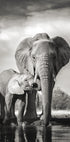 Elephant Love Plakat - Posterbox.no