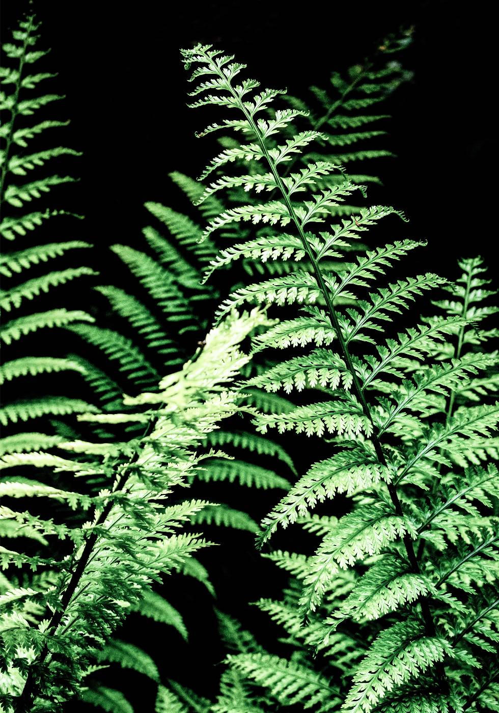 Forest Ferns Plakat - Posterbox.no