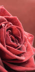 Elegant Rose Plakat - Posterbox.no