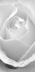 White Rose Plakat - Posterbox.no