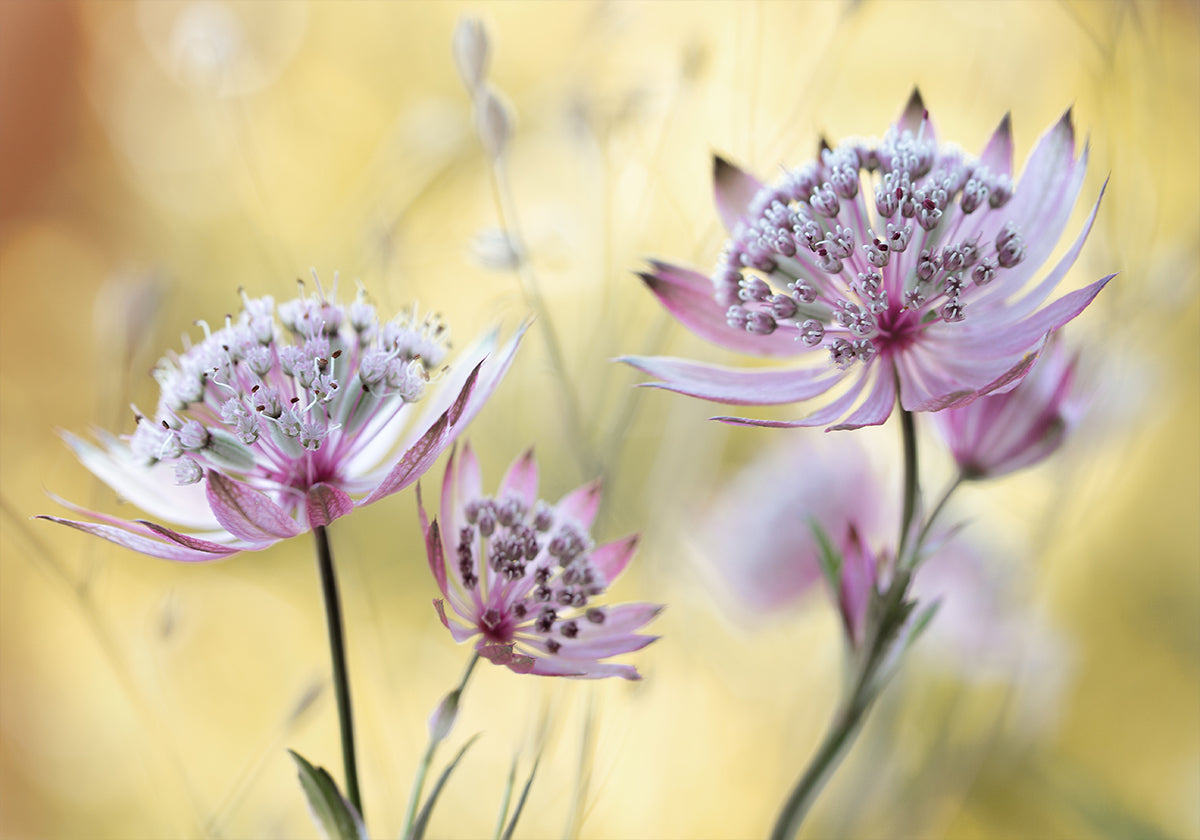 Astrantia Major Poster