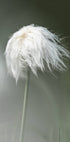 Cottongrass Plakat - Posterbox.no