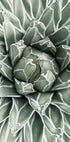 a close up view of a large green plant
