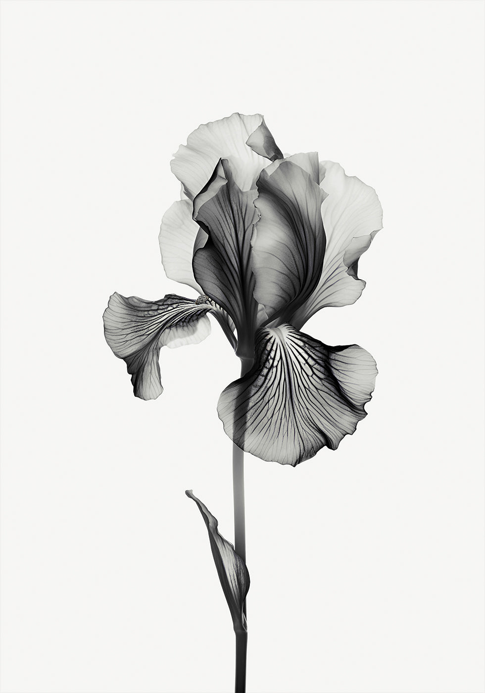 Abstract Iris Poster