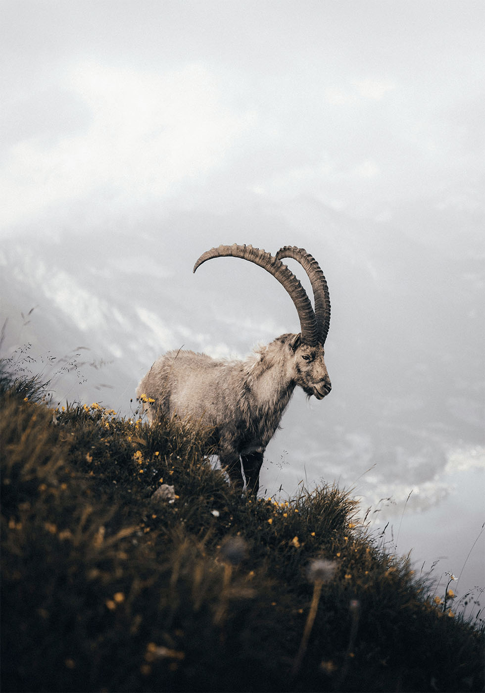 Mountain Goat in Serenity Poster