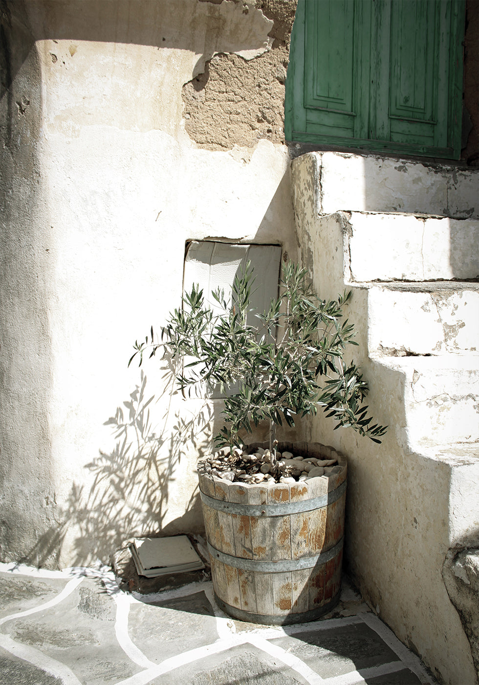 Charming Olive Tree in a Rustic Setting Poster