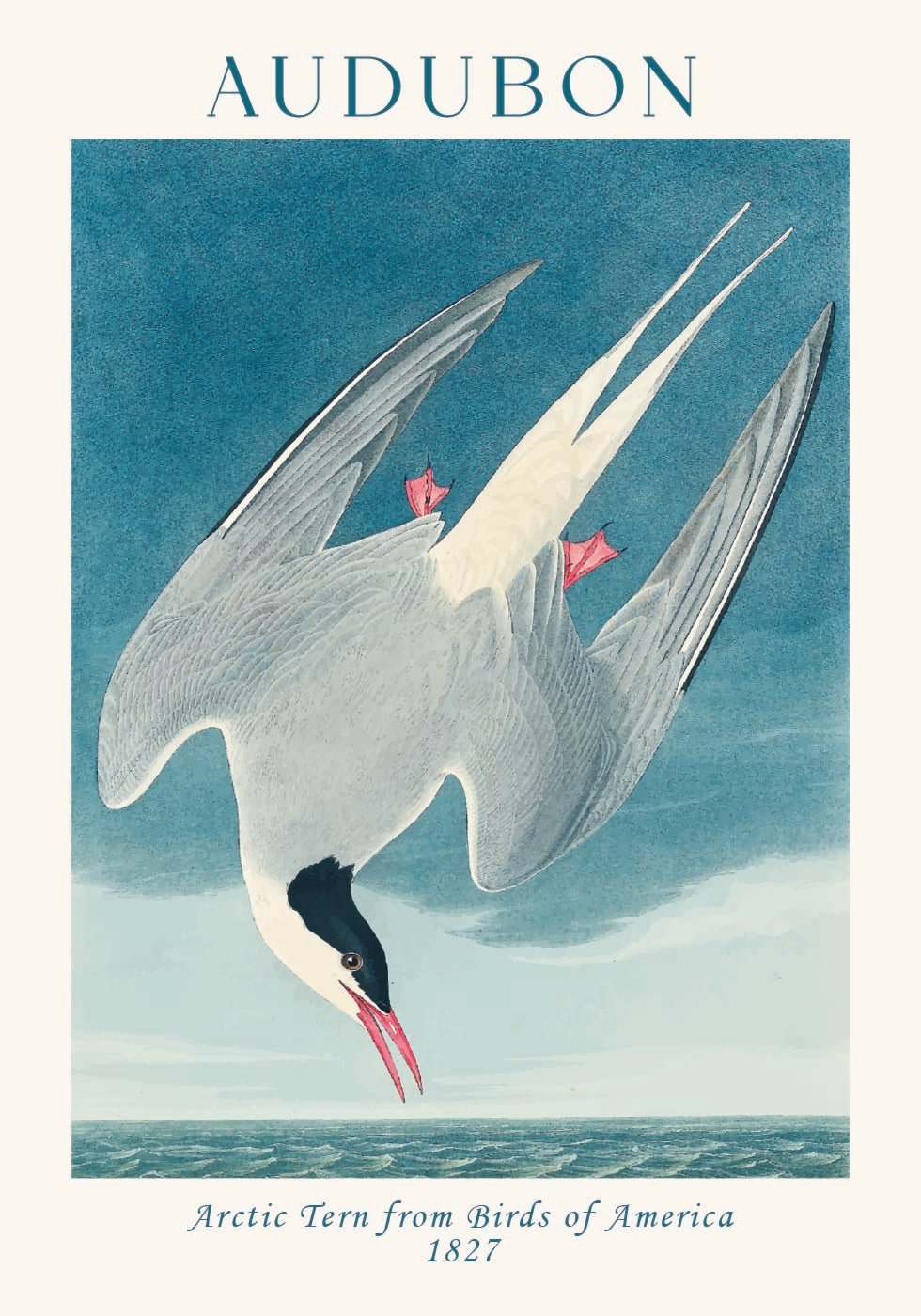 Arctic Tern from Birds of America Audubon Poster