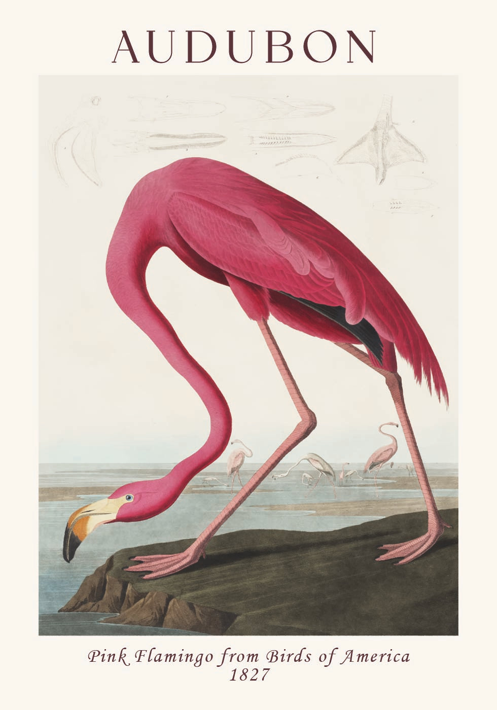 Pink Flamingo Birds of America, Audubon 1827 Poster