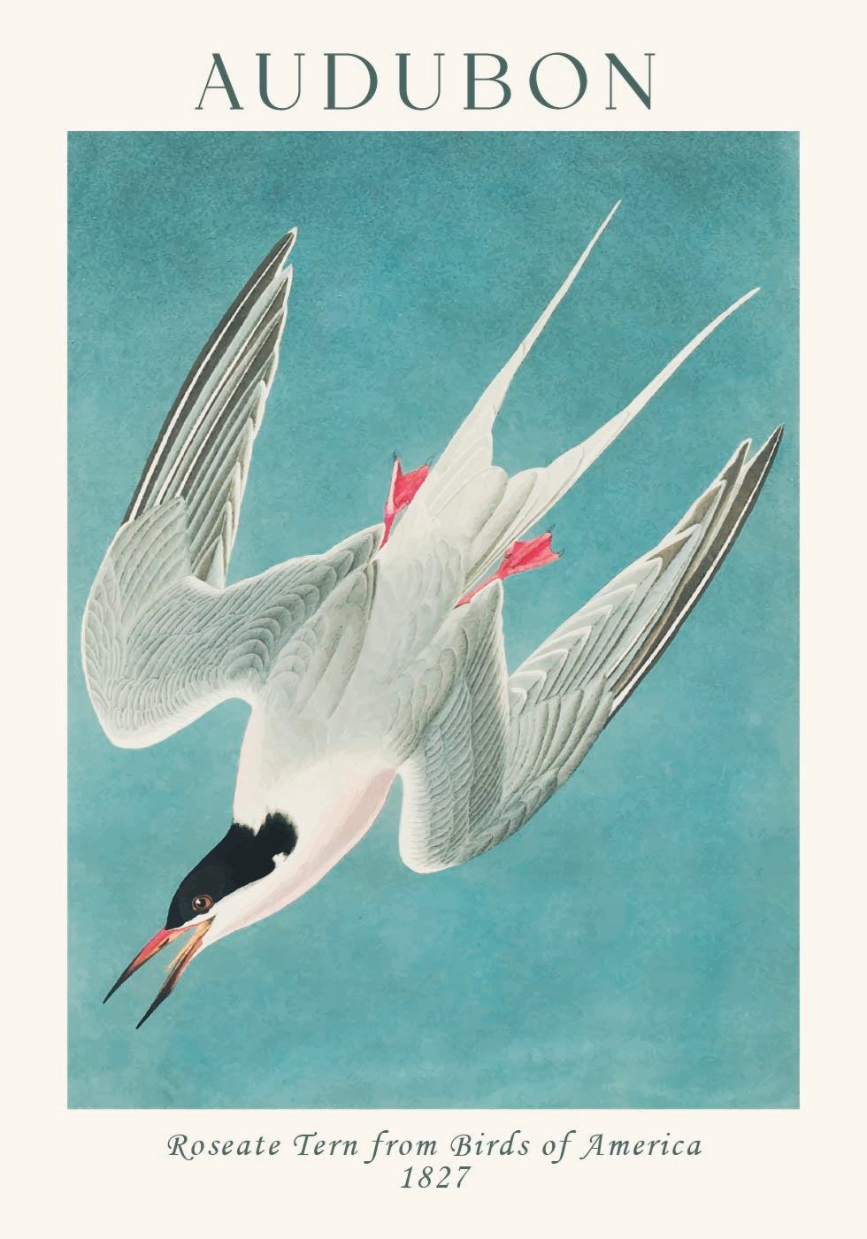 Roseate Tern from Birds of America Audubon Poster