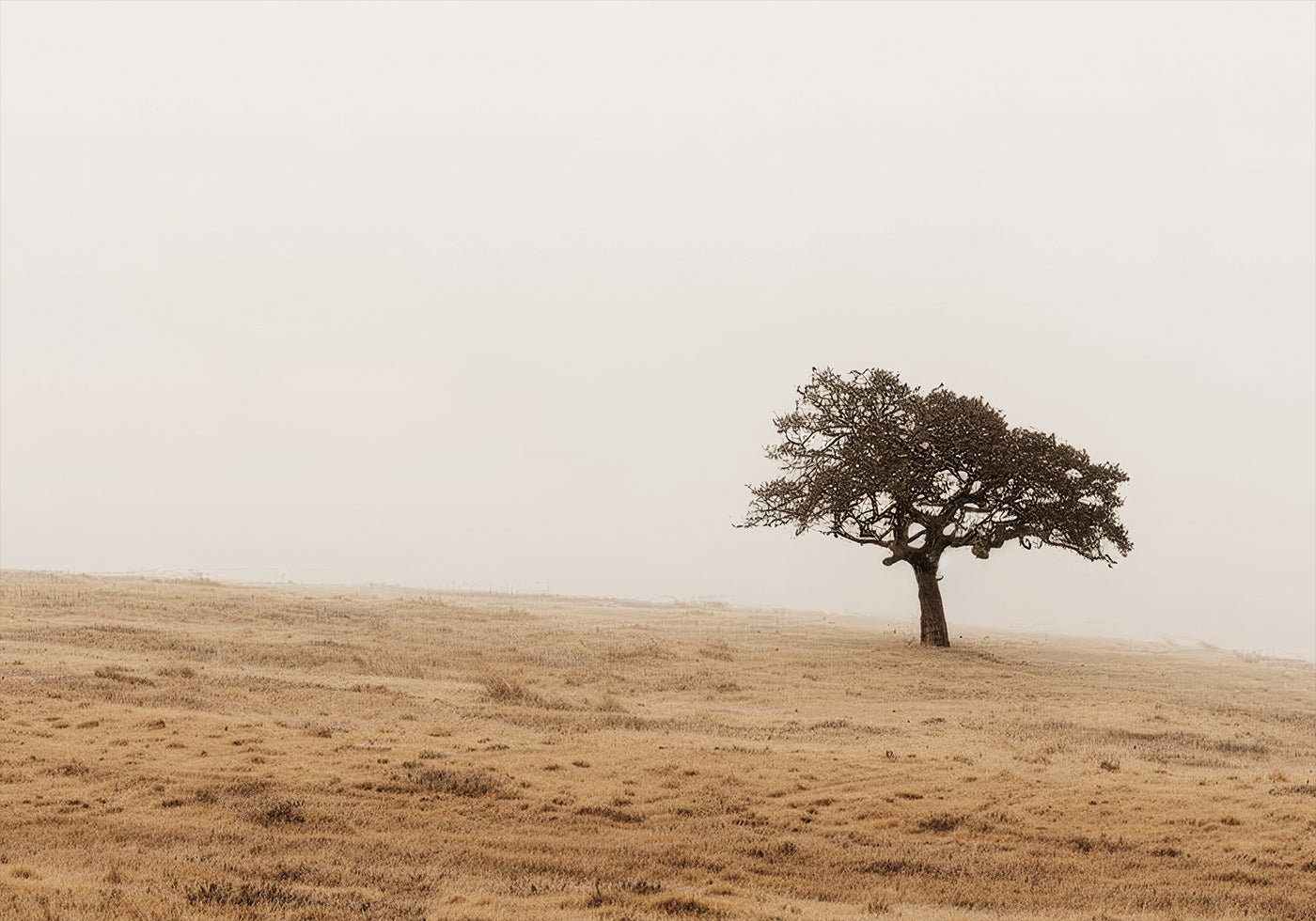 Autumn Grassy Field and Solitary Tree Poster