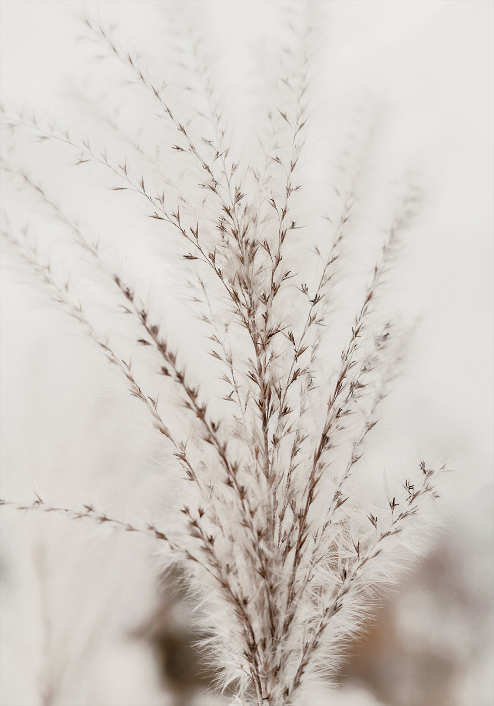 Autumn Miscanthus Poster