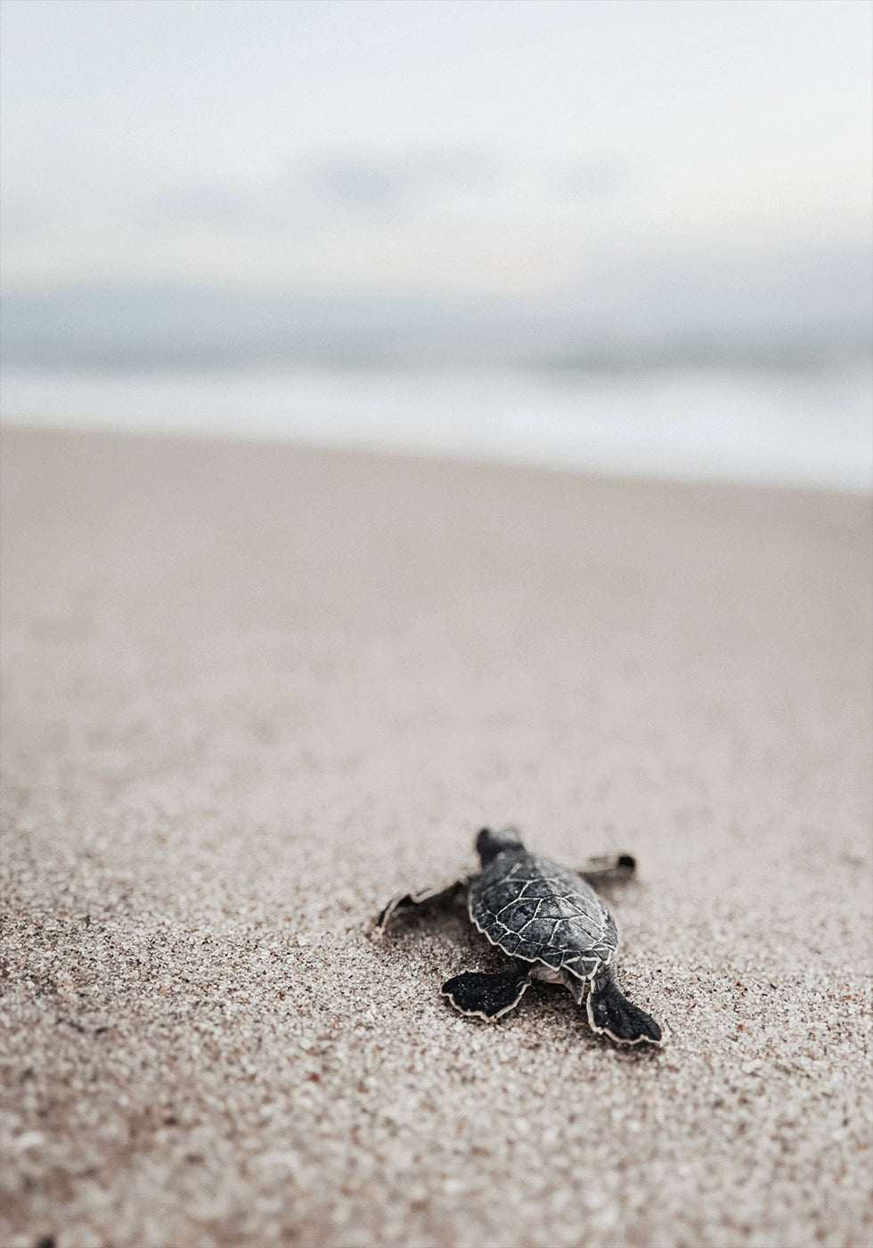 Baby Turtle Journey Poster