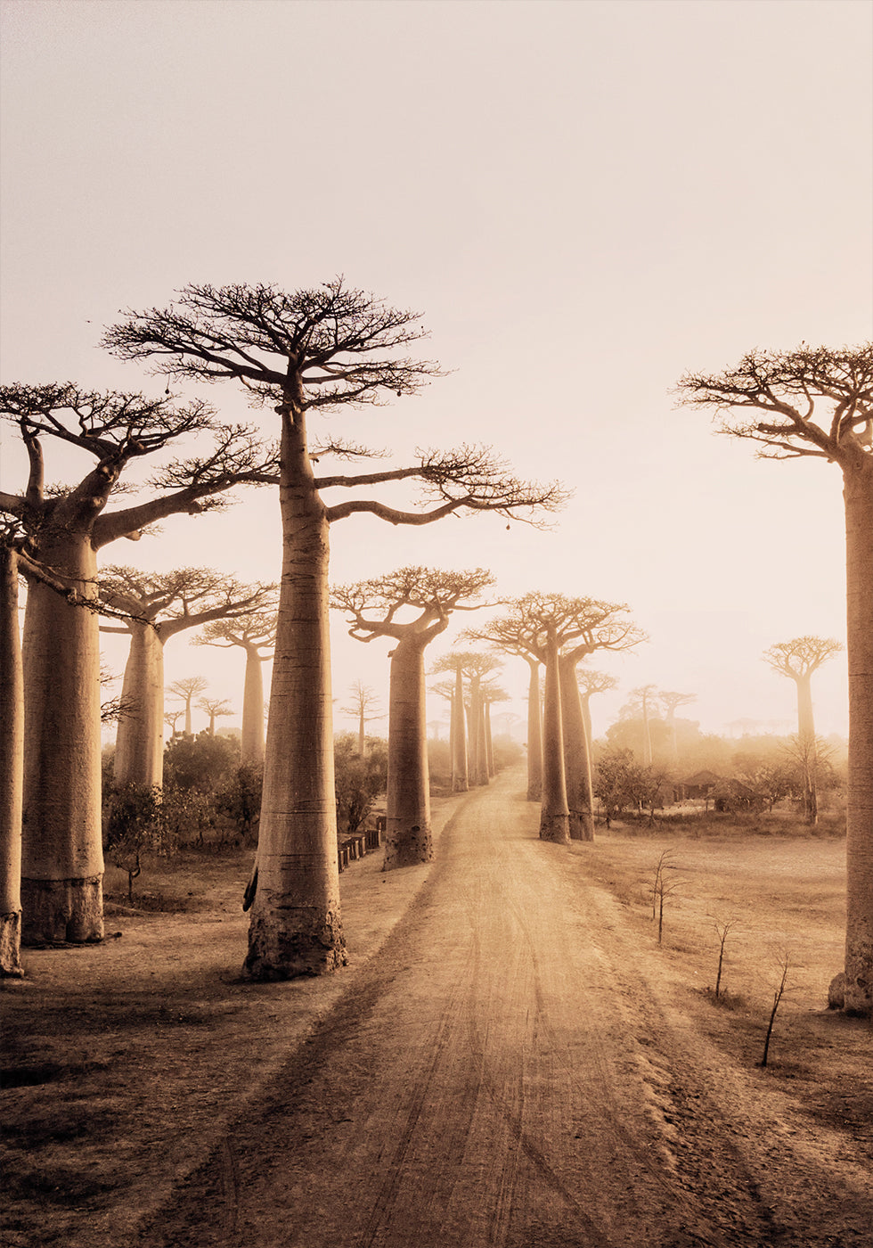 Baobab Trees at Sunset Poster