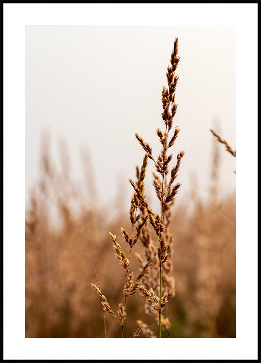 Tranquil Beach Grass Poster