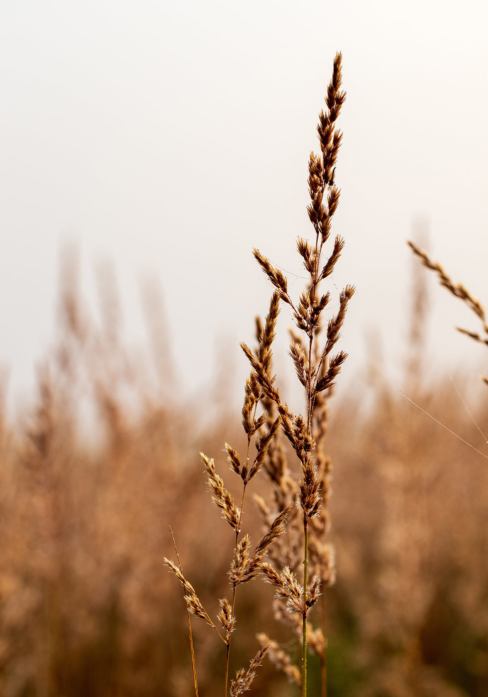 Tranquil Beach Grass Poster