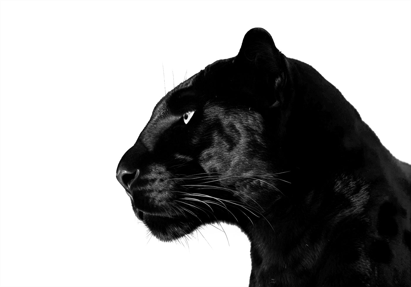 Black Panther Profile Poster