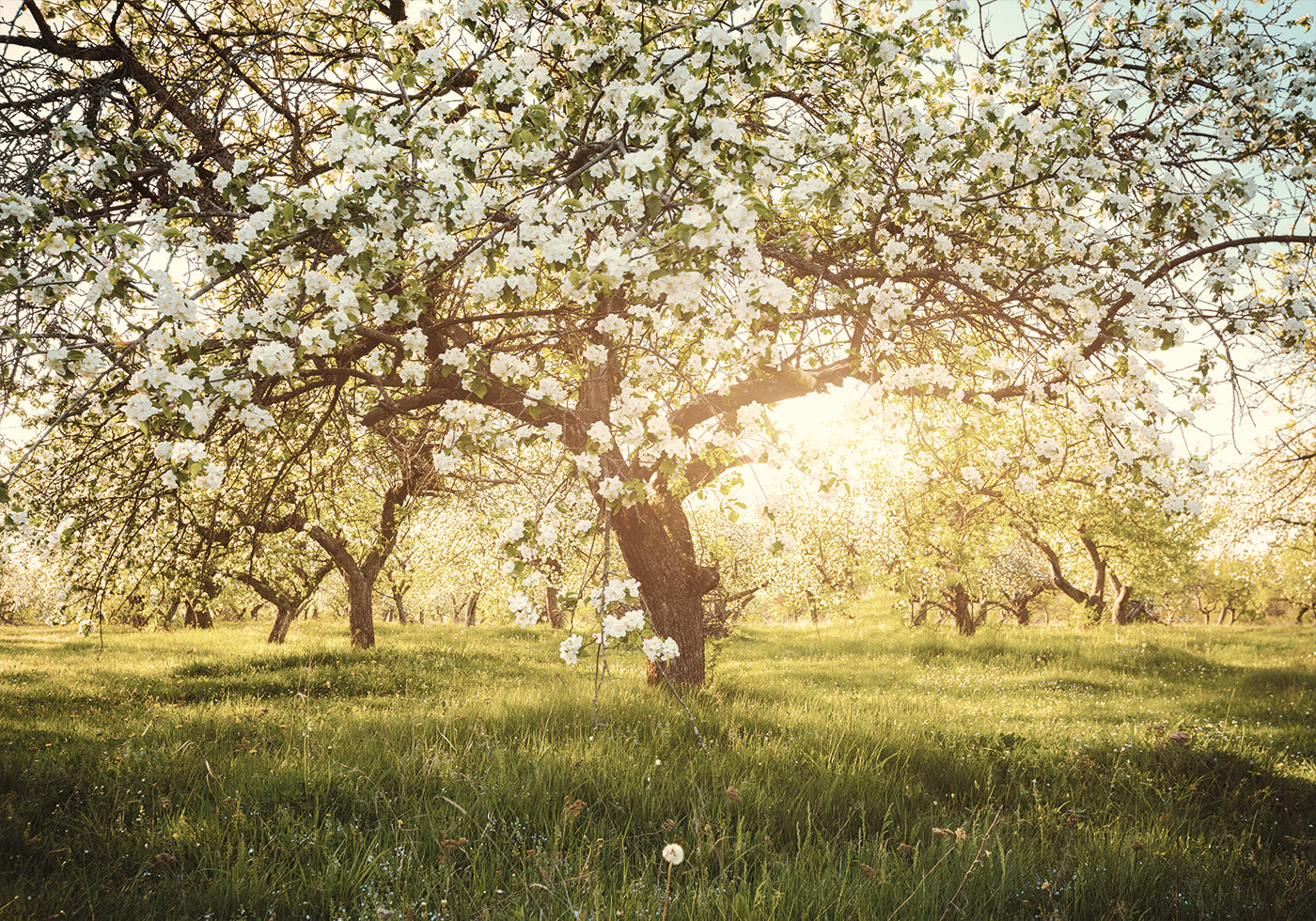 Blooming Cherry Orchard Poster