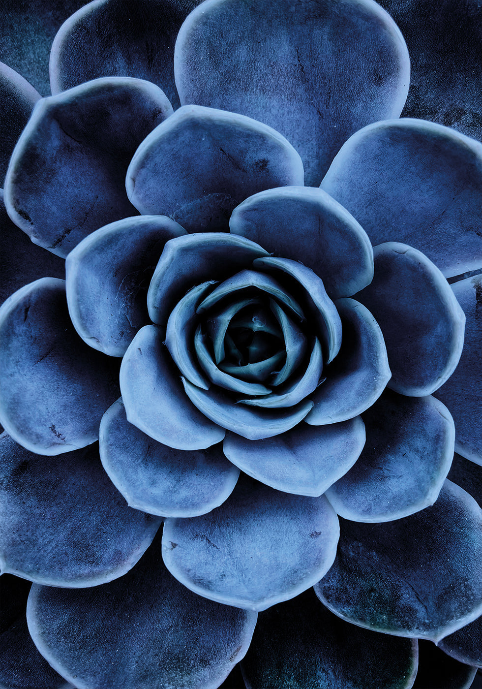 Blue Succulent Poster