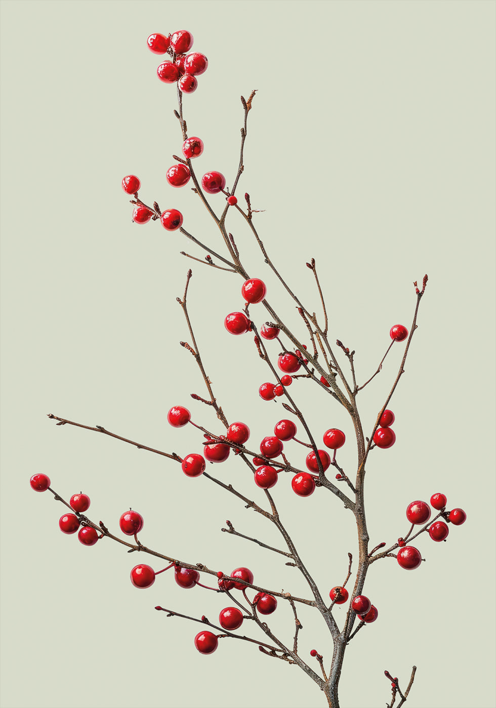 Red Berries on a Branch Poster