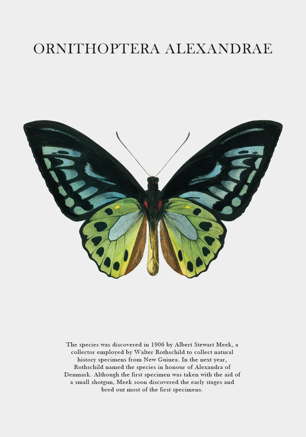 Ornithoptera Alexandrae Poster