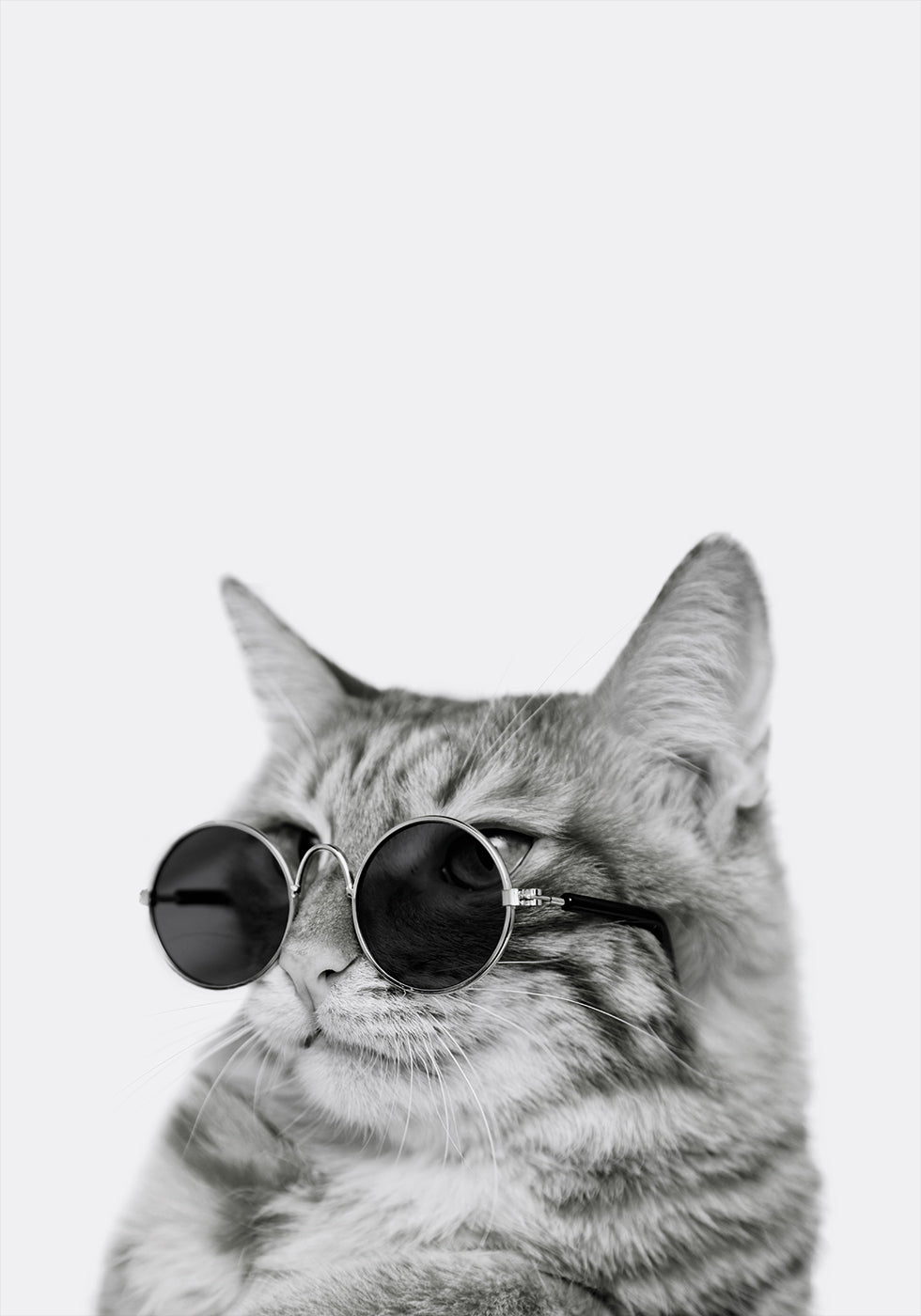 Cool Cat in Shades Poster