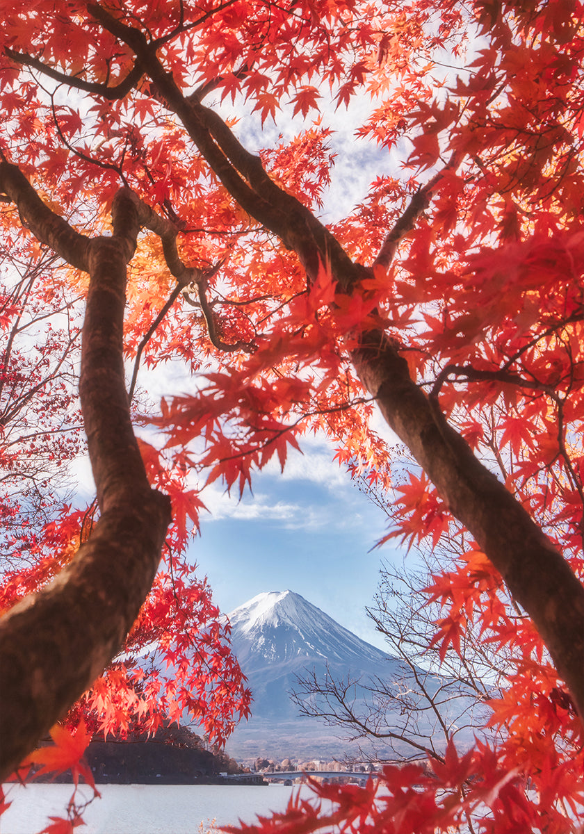 Mt.fuji is in the autumn leaves