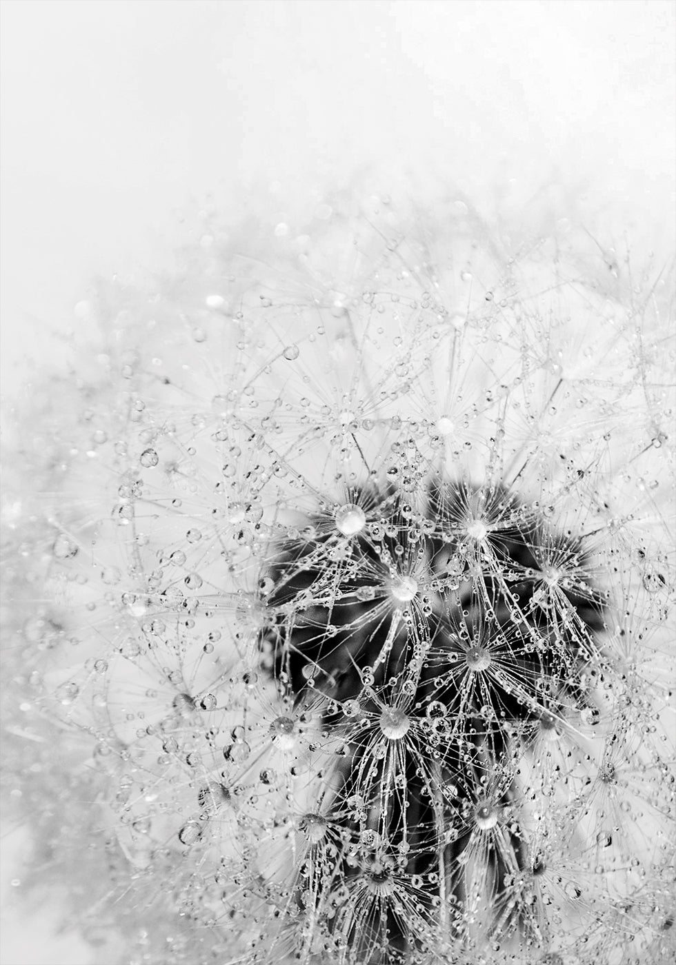 Dandelion Flower with Dew Poster