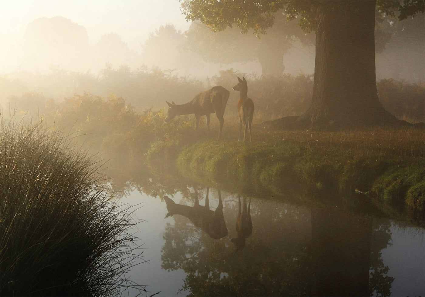 Misty Deer Reflection Poster