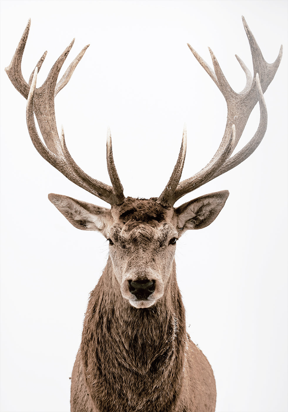 Deer Portrait Poster