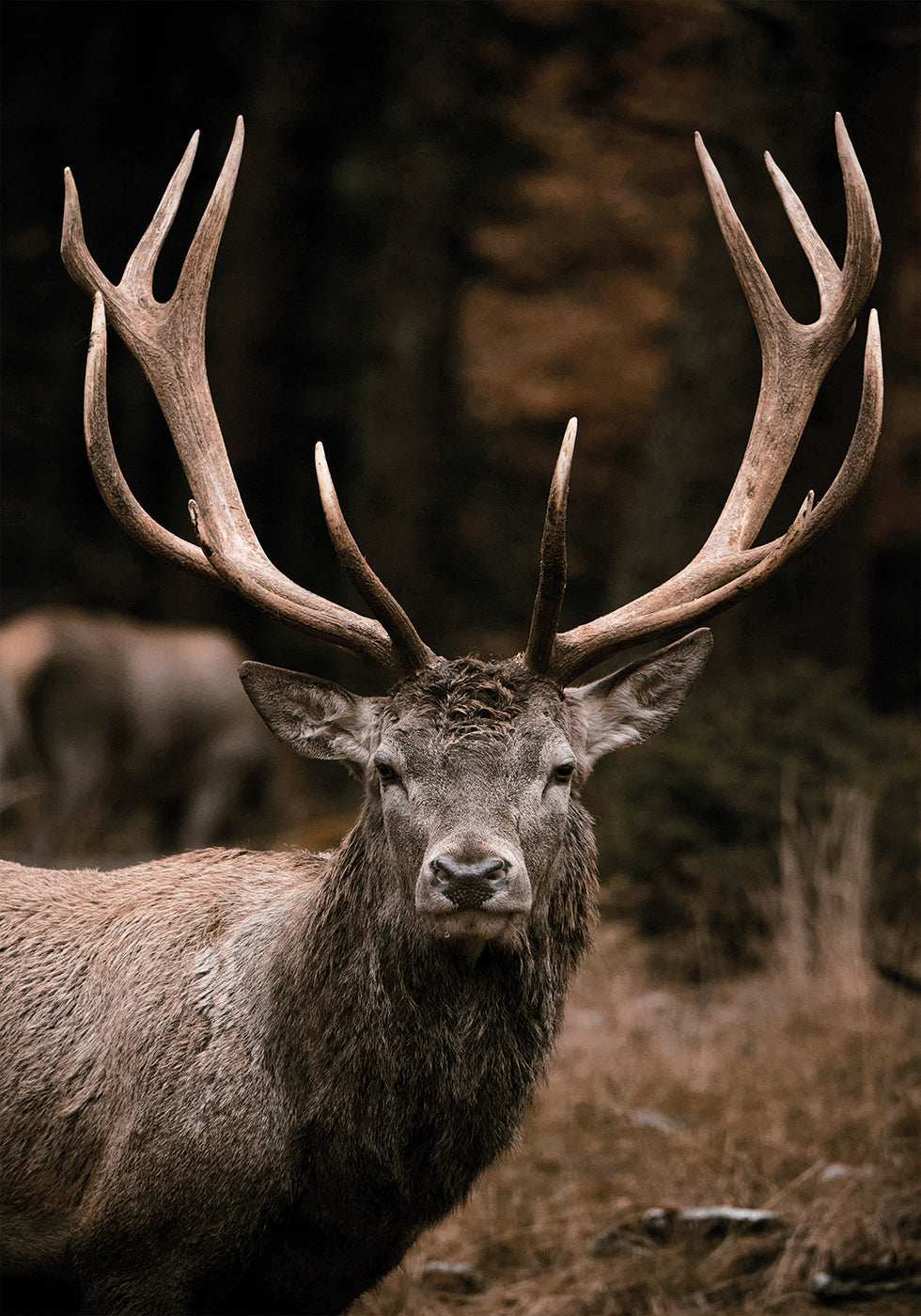 Majestic Deer in Autumn Forest Poster