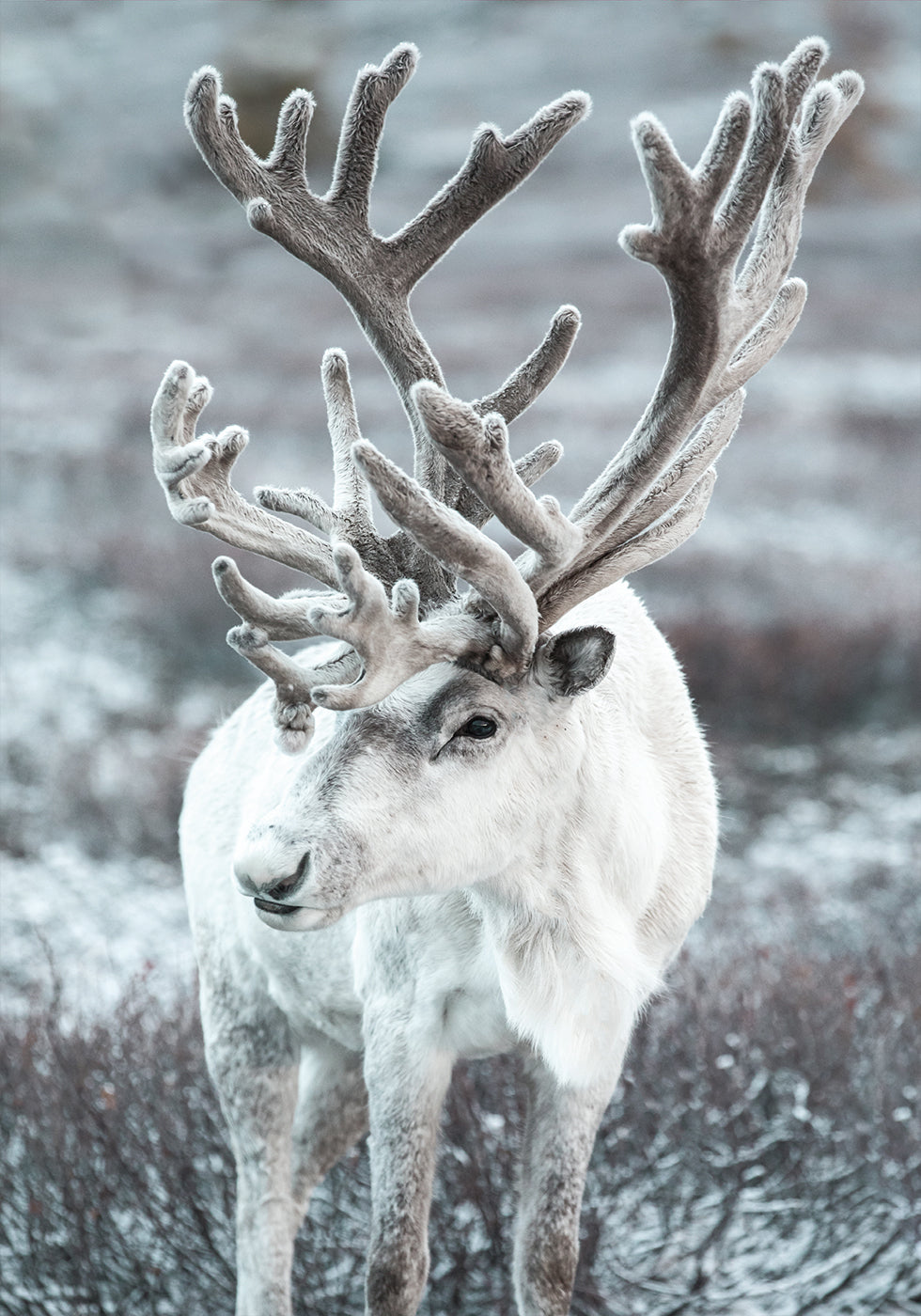 Winter Reindeer in Frosty Landscape Poster