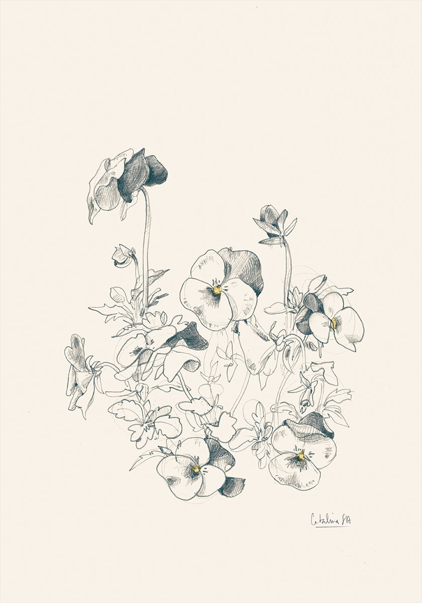 Pansies pencil drawing Poster