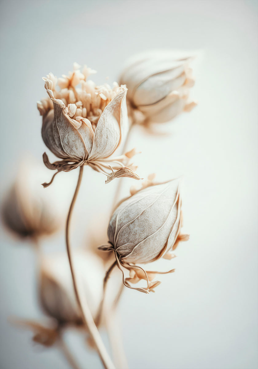 Delicate Blossoms Poster
