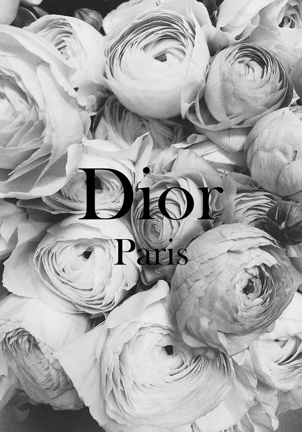 Dior Ranunculus Poster