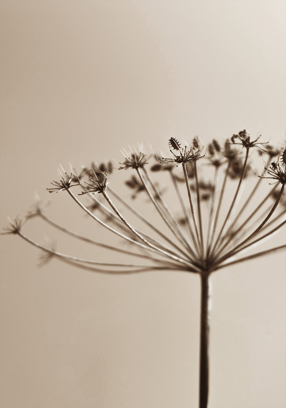 Elegant Dried Plant Silhouette in Sepia Tone Poster