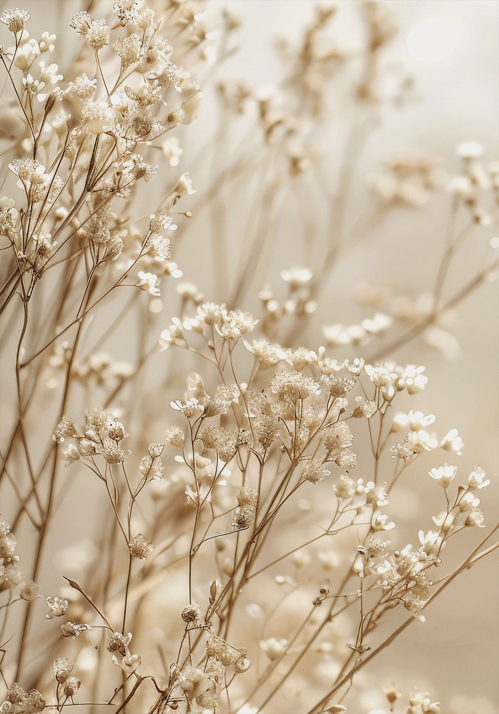 Gentle Elegance of Dried Baby’s Breath in Soft Light Poster