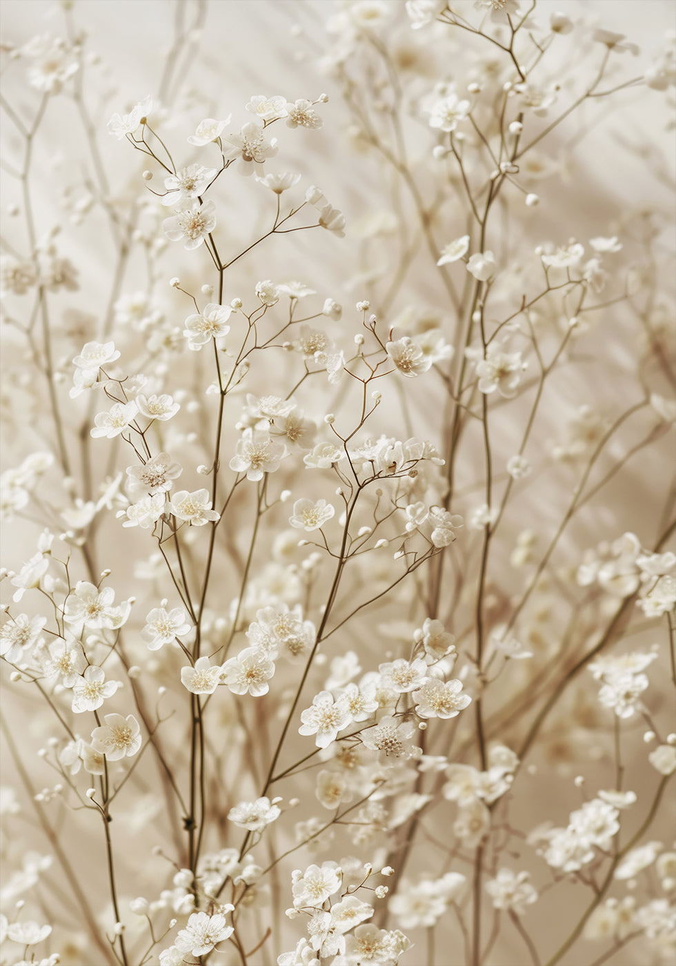 Gentle Bloom: Dried White Baby’s Breath Poster