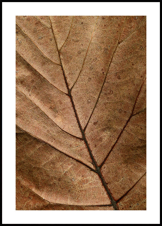 Textured Dry Leaf Poster